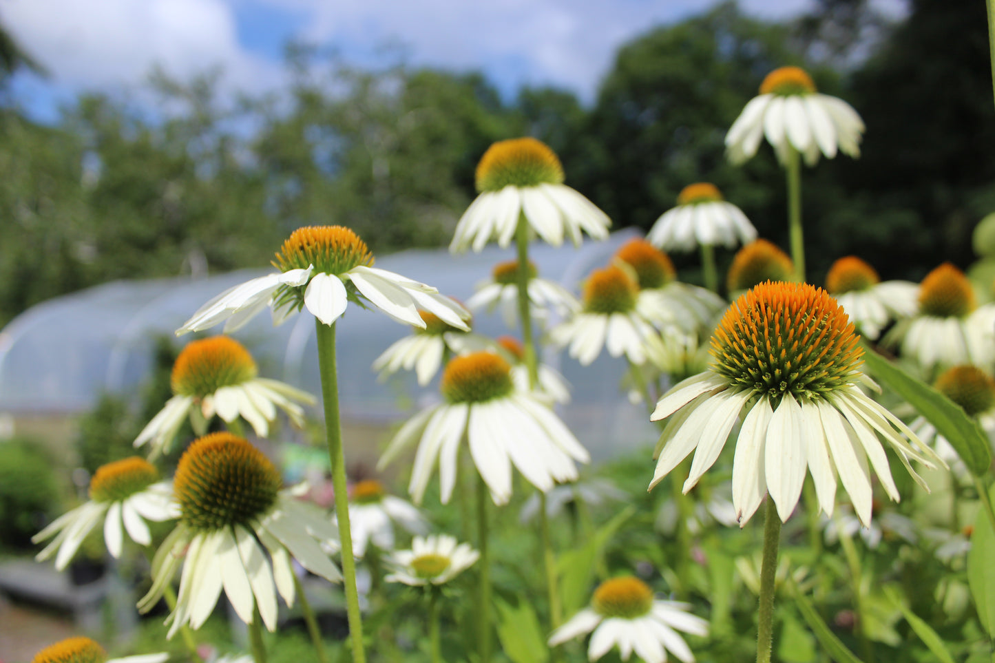 Echinacea Lucky Star 1g