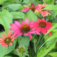 Echinacea Sombrero Tres Amigos 1g