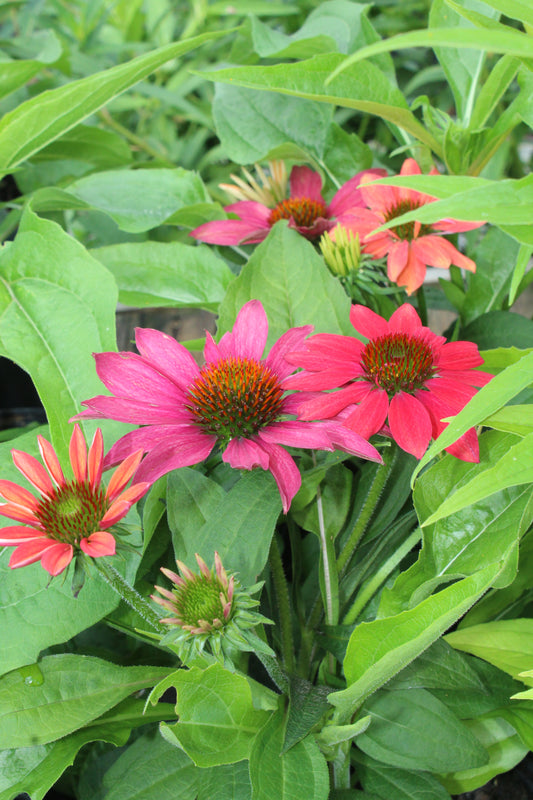 Echinacea Sombrero Tres Amigos 1g