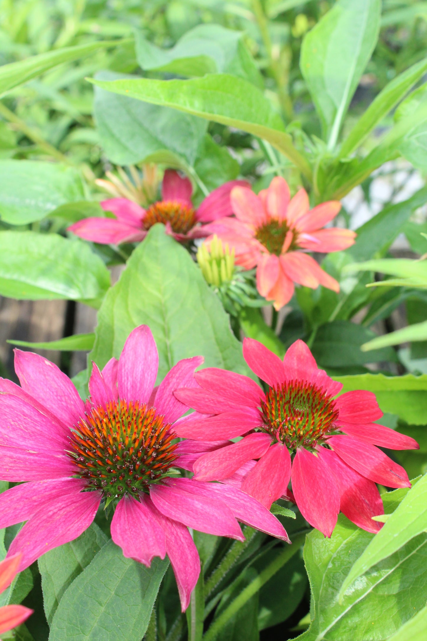 Echinacea Sombrero Tres Amigos 1g