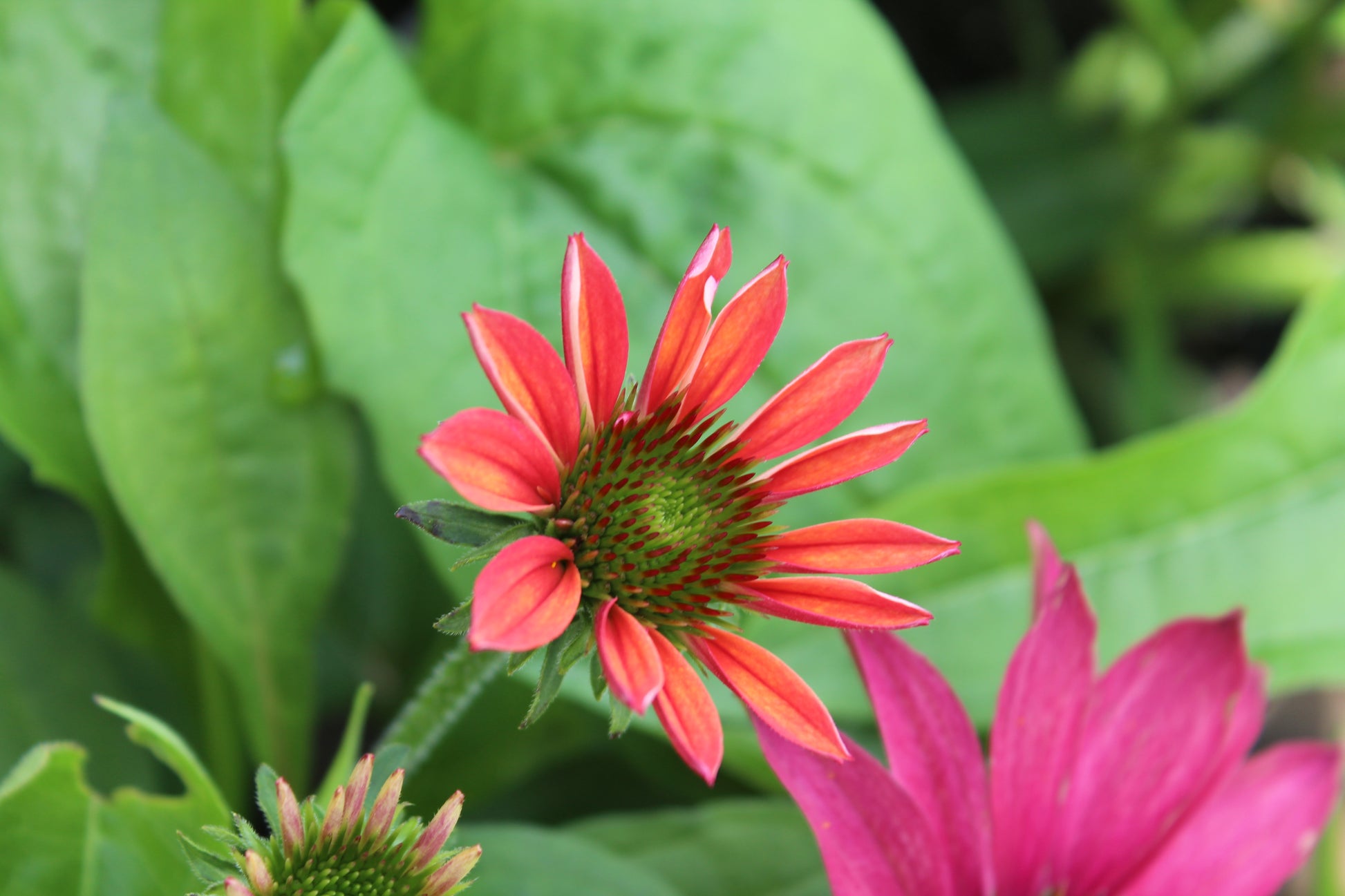 echinacea sombrero tres amigos seeds Echinacea Sombrero Tres Amigos 1g
