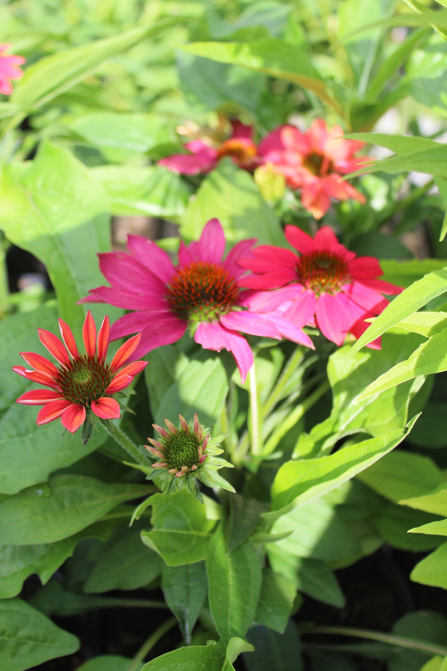 Echinacea Sombrero Tres Amigos 1g