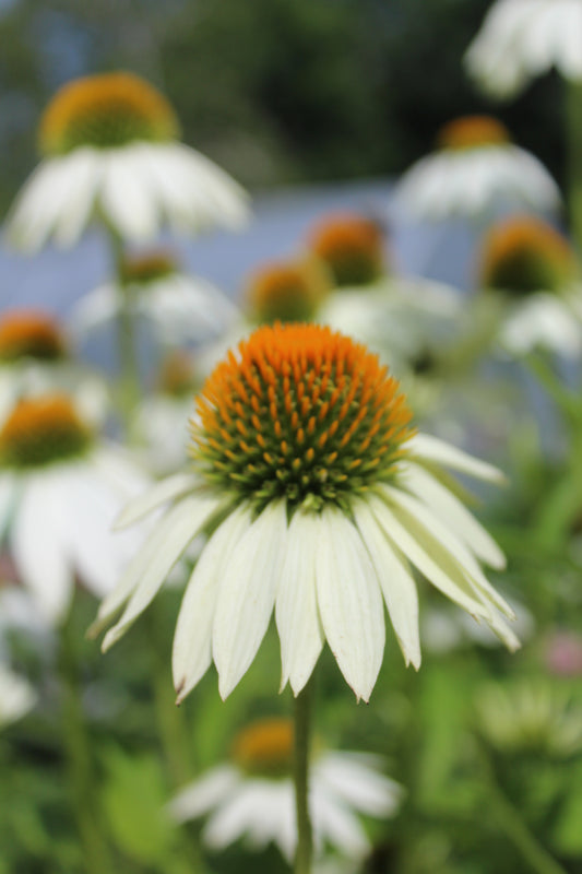 Echinacea Lucky Star