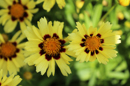 COREOPSIS Uptick Cream and Red 1g