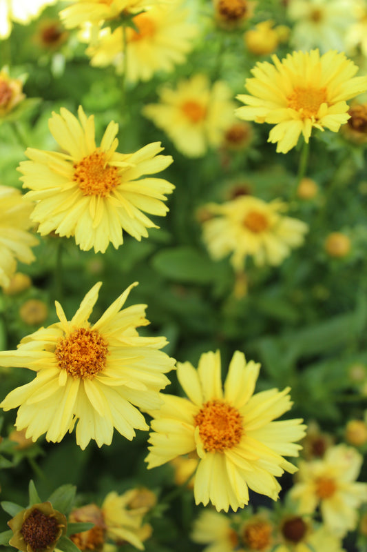 COREOPSIS Solanna Glow 1g