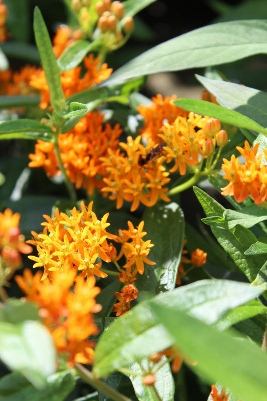 Asclepias tuberosa 1g