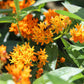 Asclepias tuberosa 1 gal