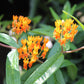 Asclepias tuberosa 1 gal