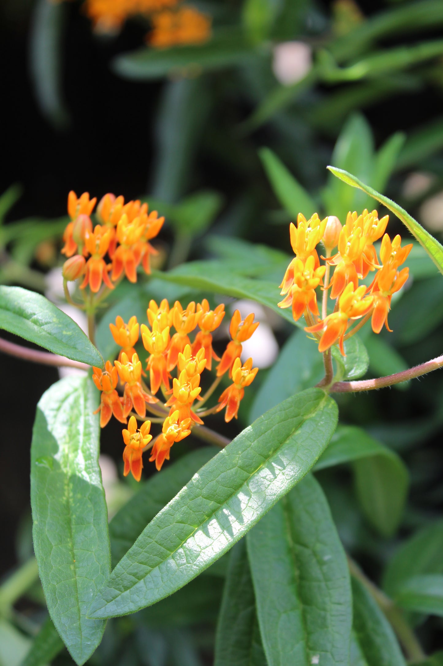 Asclepias tuberosa 1 gal