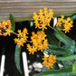 Asclepias tuberosa 1 gal