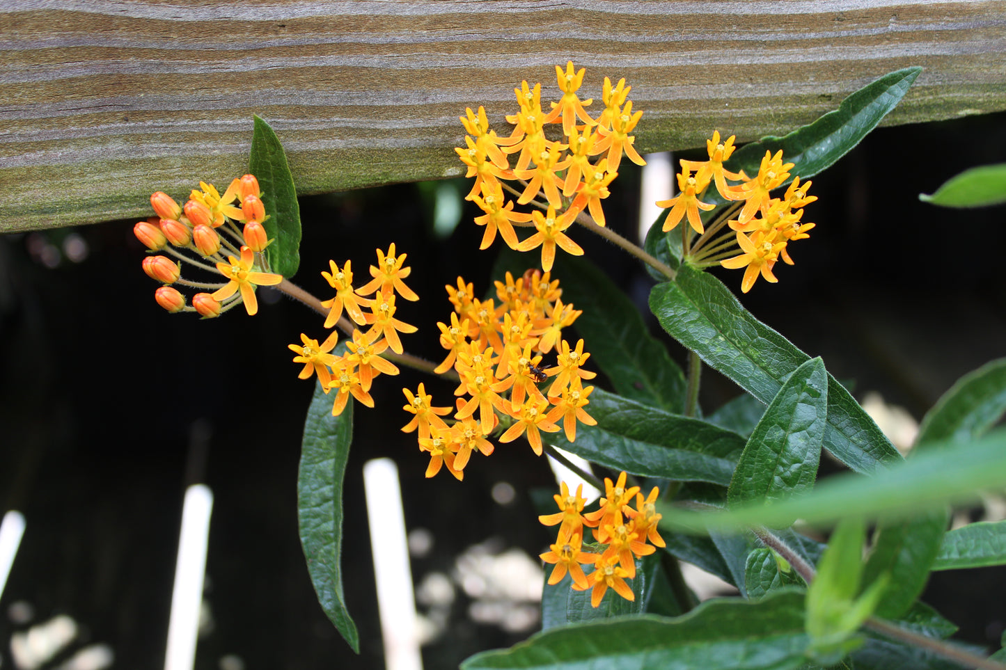 Asclepias tuberosa 1 gal