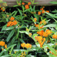 Asclepias tuberosa 1 gal