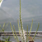 VERONICASTRUM virginicum Diana 1g