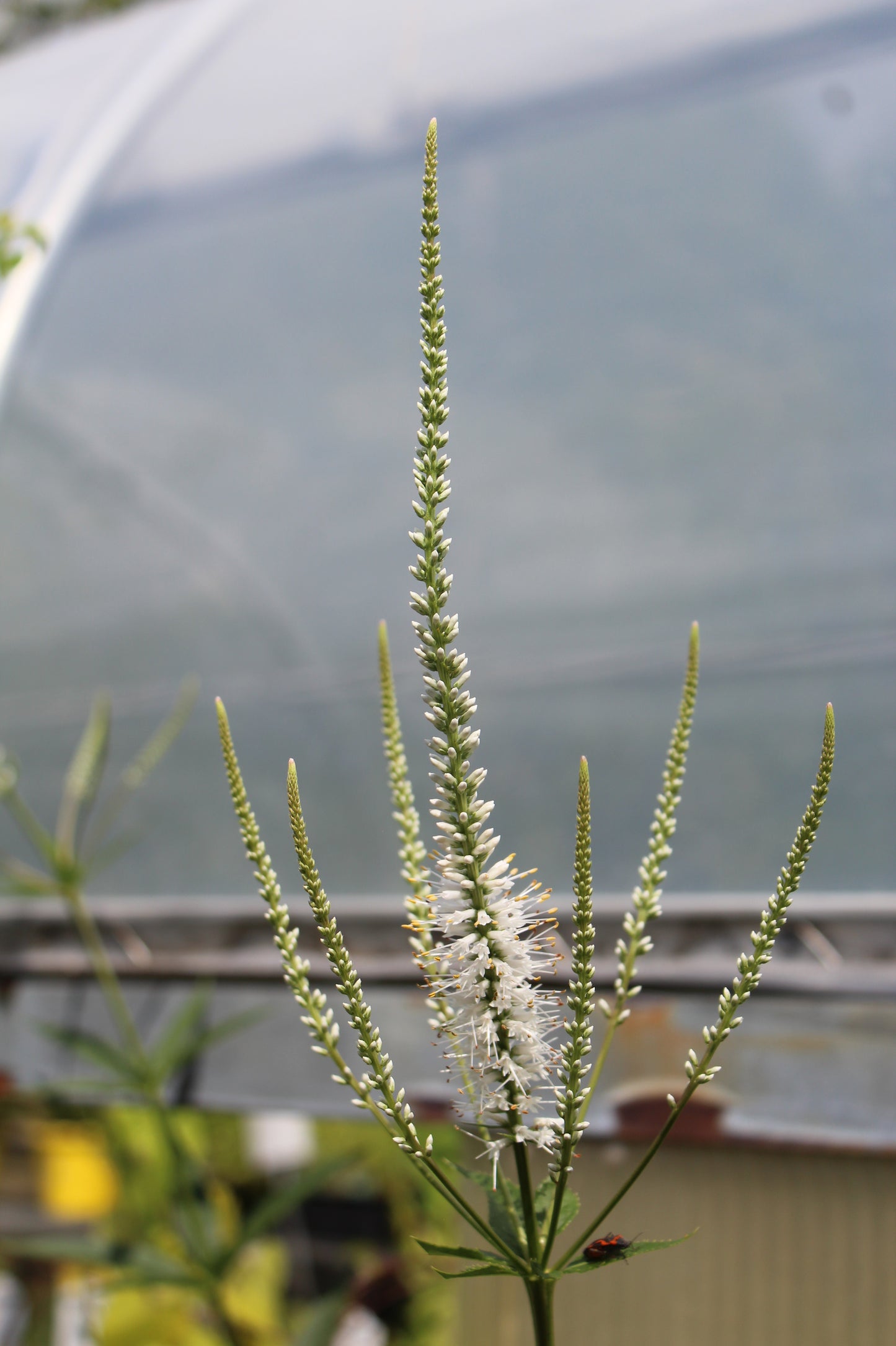 VERONICASTRUM virginicum Diana 1g