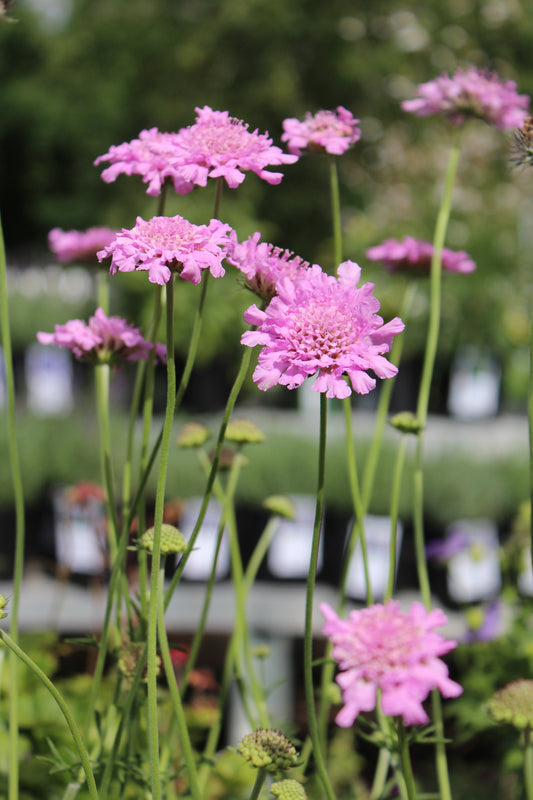 SCABIOSA columbaria Flutter Rose Pink 1g