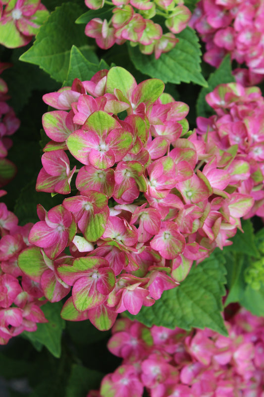 Hydrangea mac Tilt-A-Swirl 3g