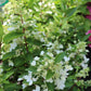Hydrangea Pan Flare 3g
