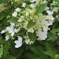 Hydrangea Pan Flare 3g