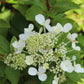 Hydrangea Pan Flare 3g