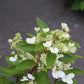 Hydrangea Pan Flare 3g