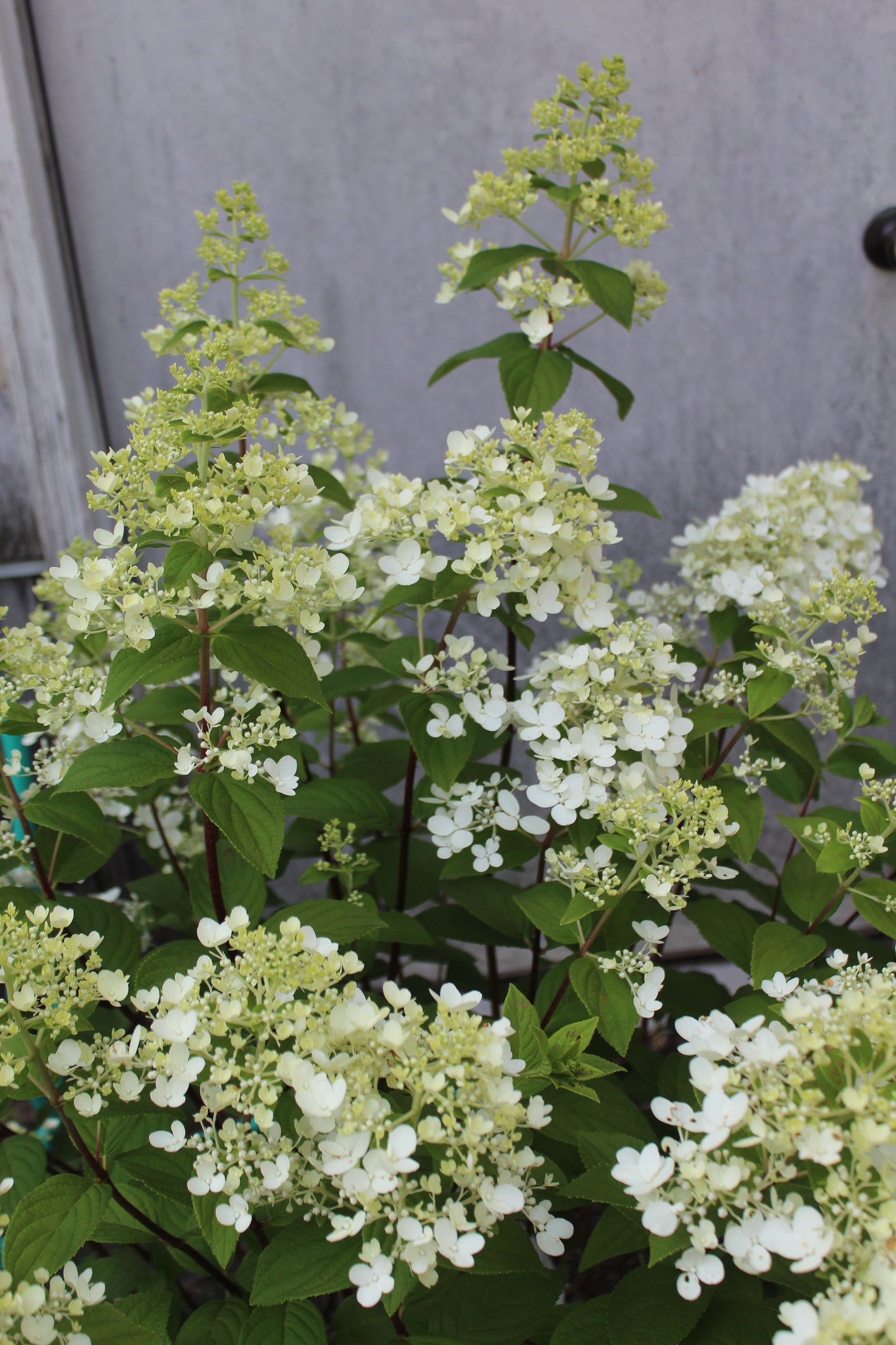 HYDRANGEA PAN. `FIRE LIGHT`