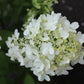 HYDRANGEA PAN. `FIRE LIGHT`