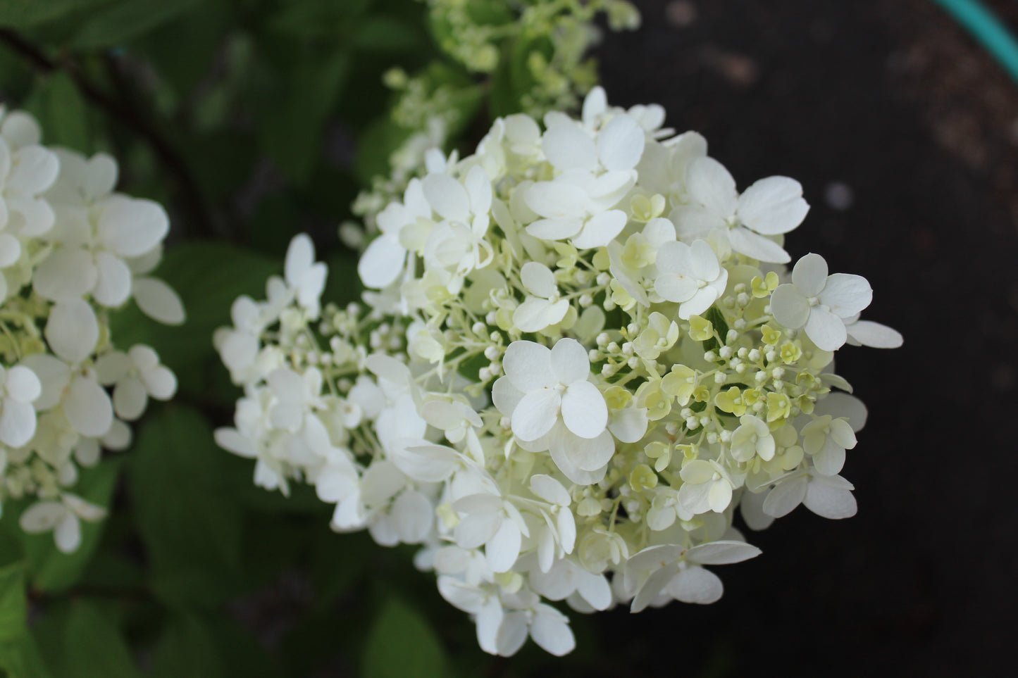 HYDRANGEA PAN. `FIRE LIGHT`