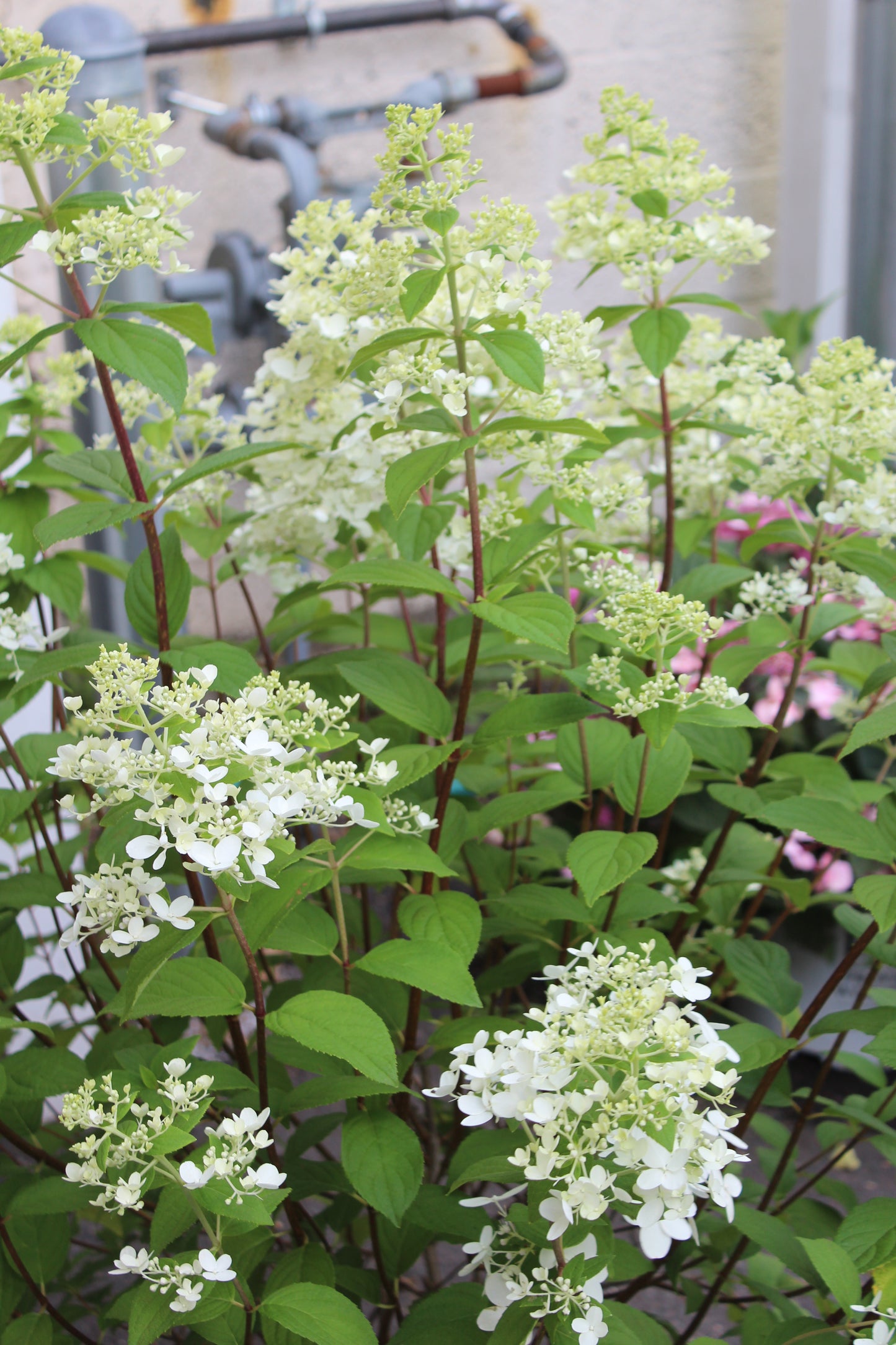 HYDRANGEA PAN. `FIRE LIGHT`