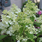 HYDRANGEA PAN. `FIRE LIGHT`