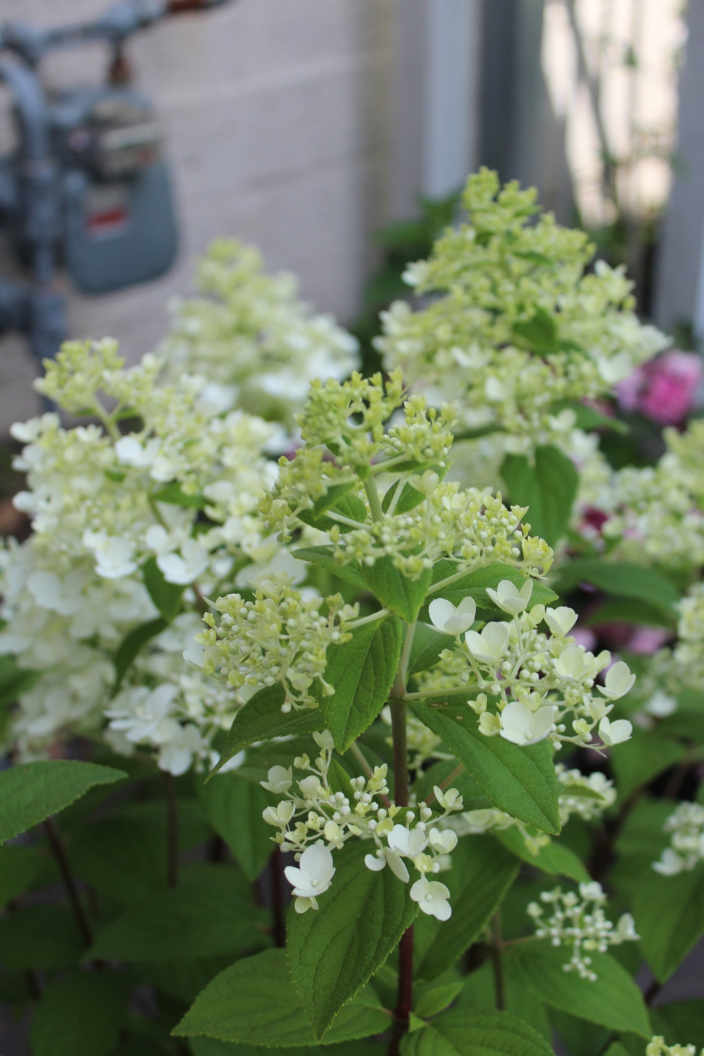 HYDRANGEA PAN. `FIRE LIGHT`