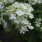 HYDRANGEA PAN. `FIRE LIGHT`