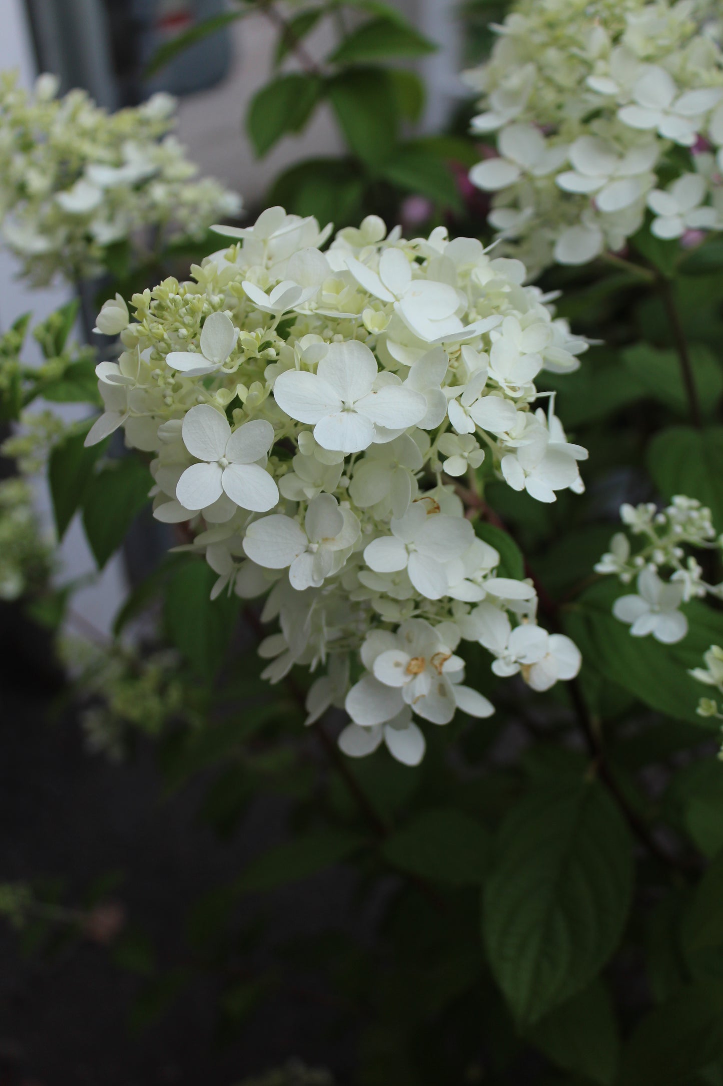 HYDRANGEA PAN. `FIRE LIGHT`