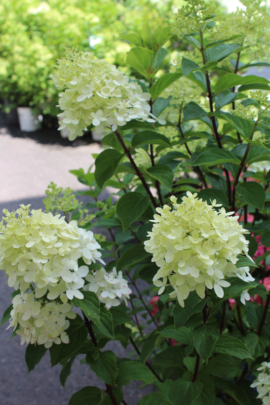 Hydrangea Pan Limelight Prime 3g