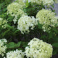 Hydrangea paniculata Limelight 7g