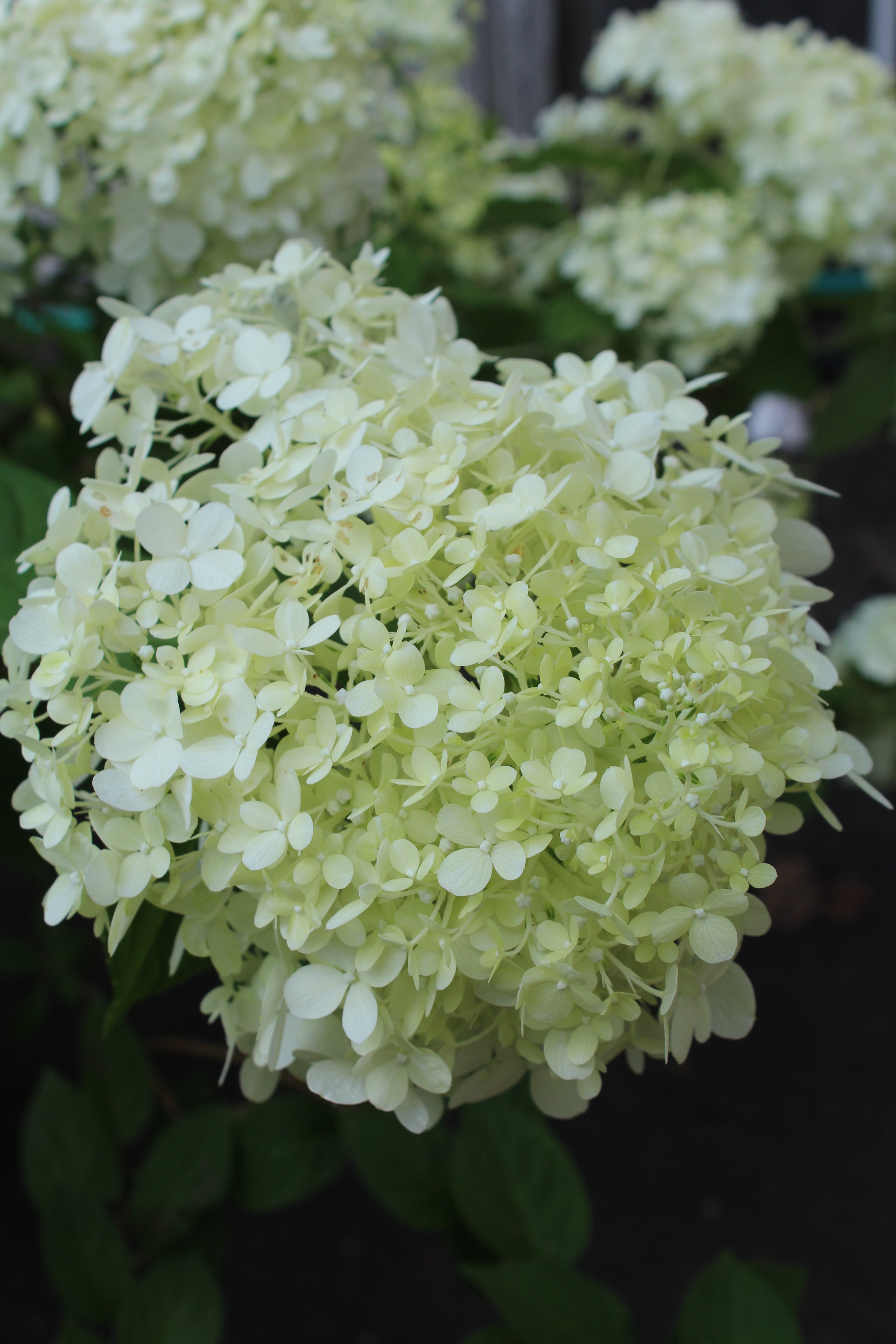 Hydrangea pan Limelight 3g – Bosco's Garden Center