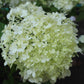 Hydrangea pan Limelight 3g