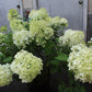 Hydrangea paniculata Limelight 7g