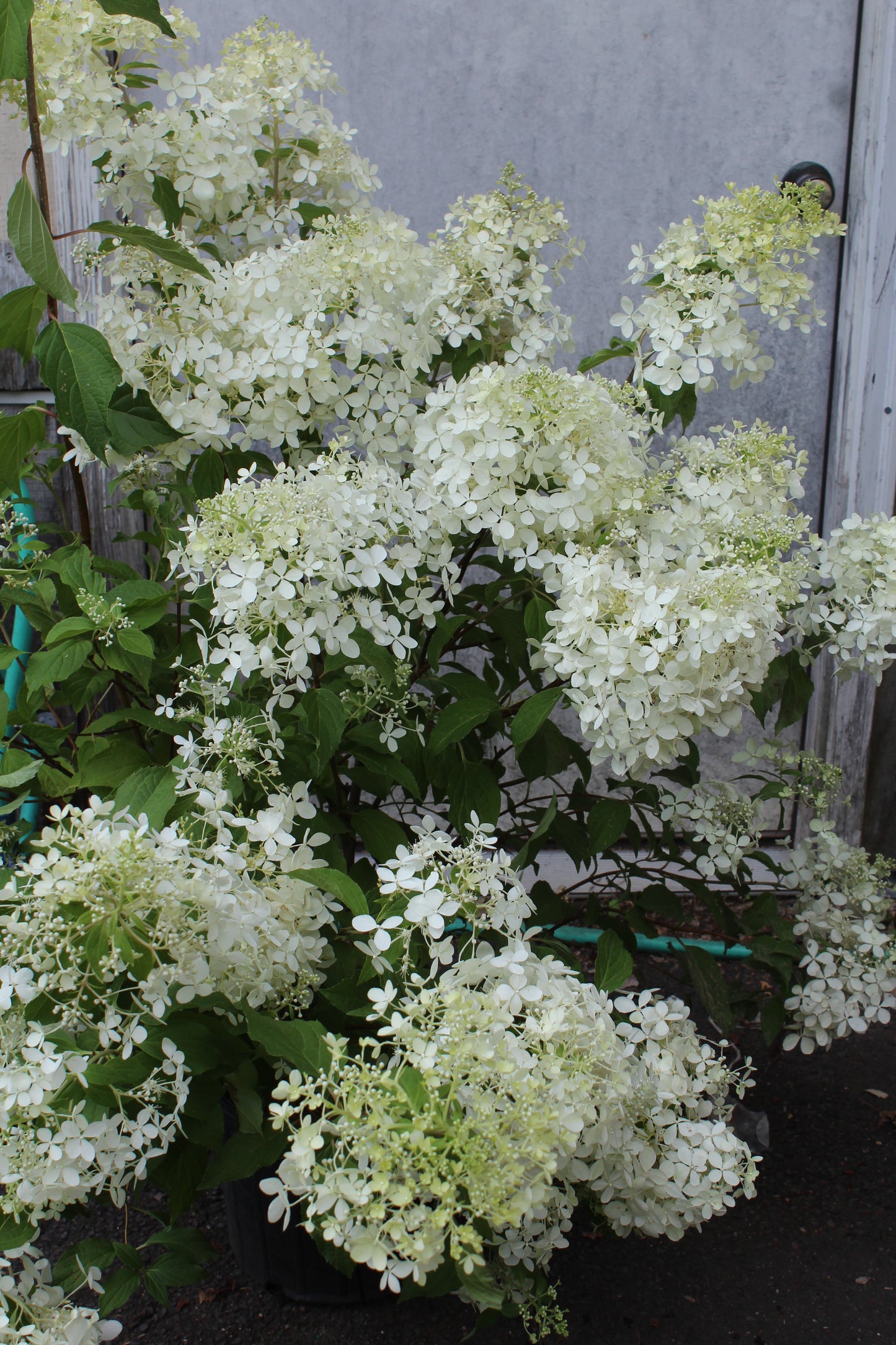 Hydrangea pan Unique 3g