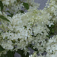 Hydrangea pan Unique 3g