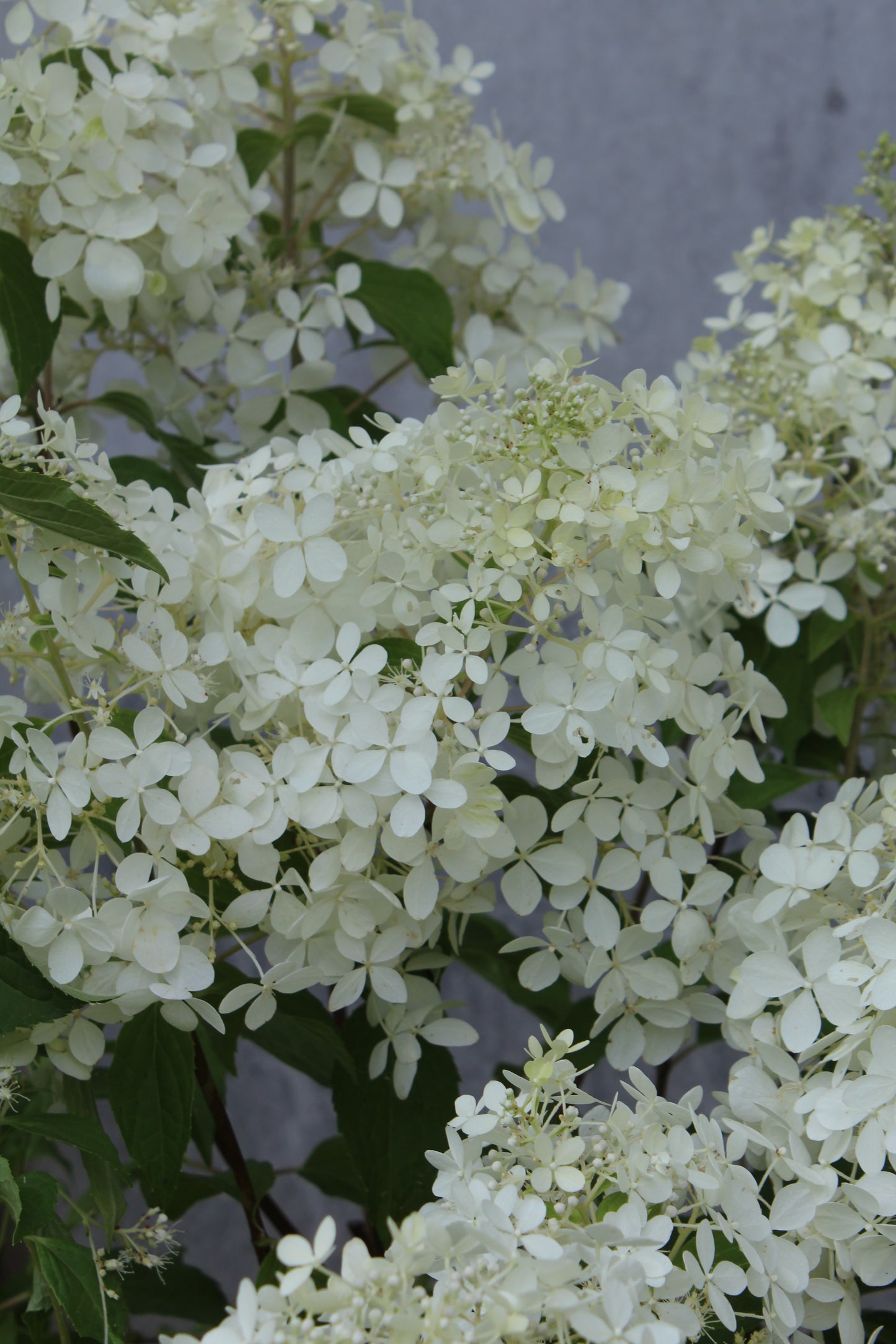 Hydrangea pan Unique 3g