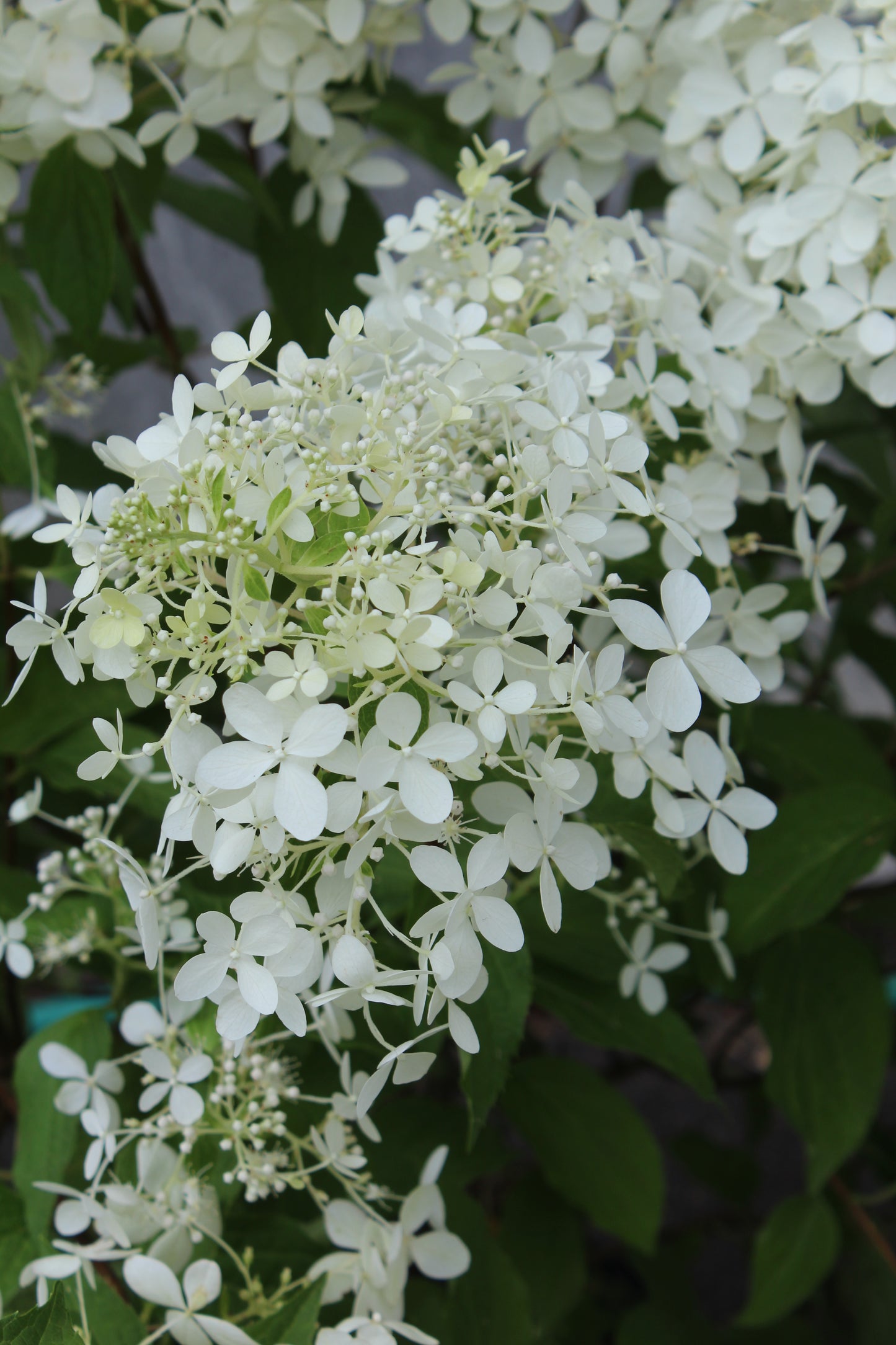 Hydrangea pan Unique 3g