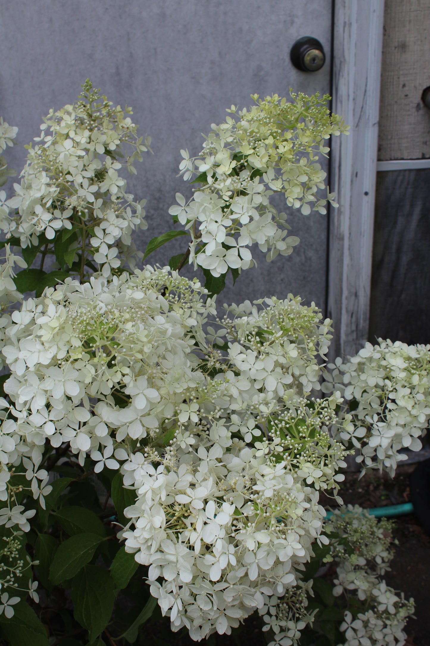 Hydrangea pan Unique 3g