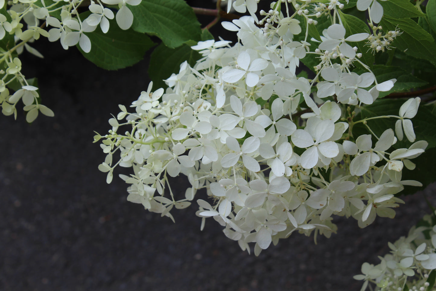 Hydrangea pan Unique 3g