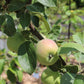 Malus Cortland (apple) 5g
