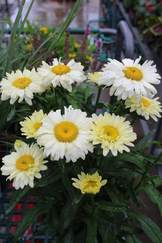 LEUCANTHEMUM sup. Banana Cream II 1g PW
