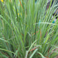 Schizachyrium s. The Blues 1g