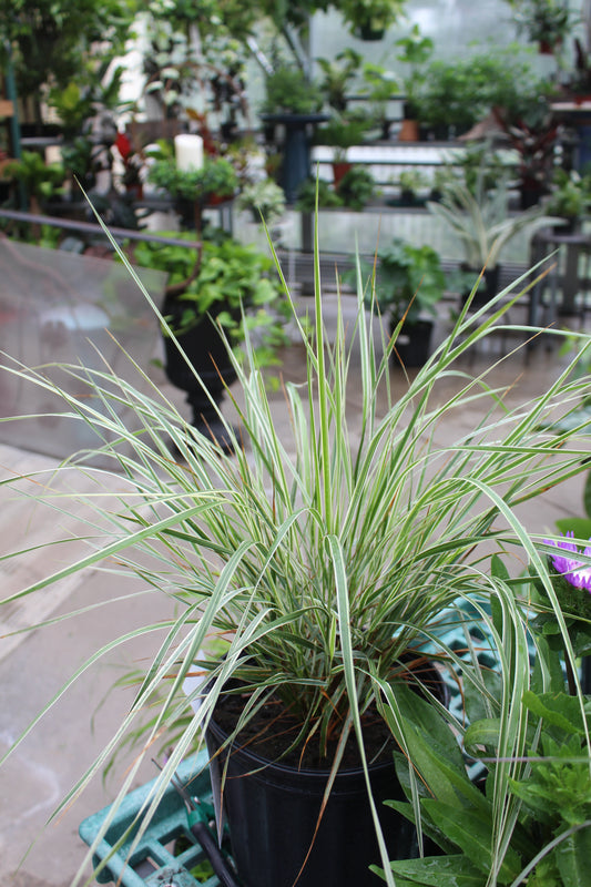 Calamagrostis Overdam 1g