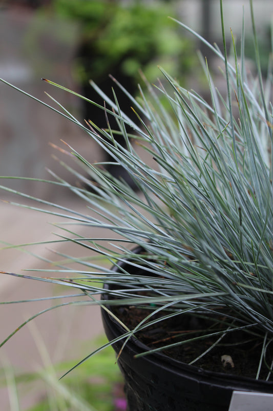 Festuca Elijah Blue 1 gal