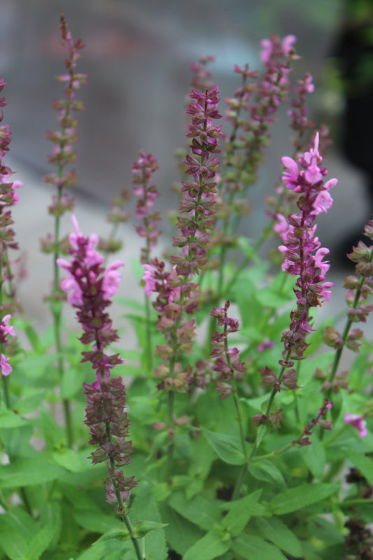 SALVIA nemorosa Jumbo Pink 1g