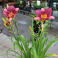 Hemerocallis Purple DOro 1g